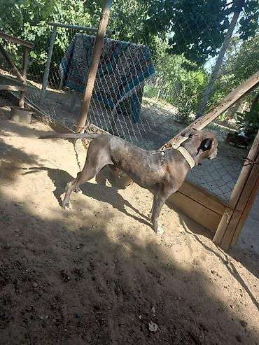 pitbul itlər: Pitbul, 2 il, Erkək, Ünvandan götürmə — 1