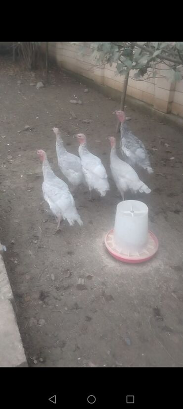 itlərə verilən adlar: Dişi, Kanada, Damazlıq, Ödənişli çatdırılma