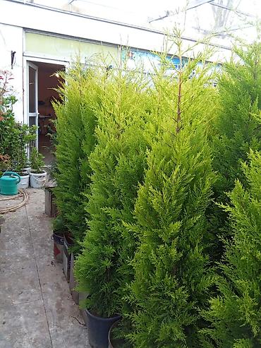 dekorativ bitkiler adlari: Dekorativ bağ bitkiləri – müxtəlif növlər - Fotiniya (Photinia) — 6
