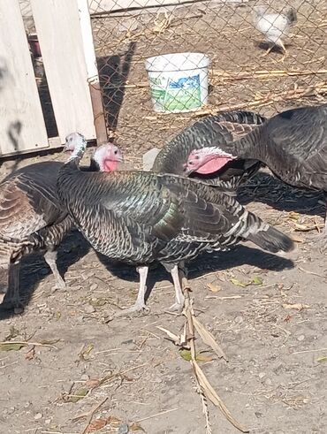 трекер для животных: Северокавказская бронза