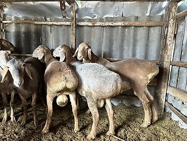 Баран, овца: Продаю | Баран (самец) | Арашан — 5