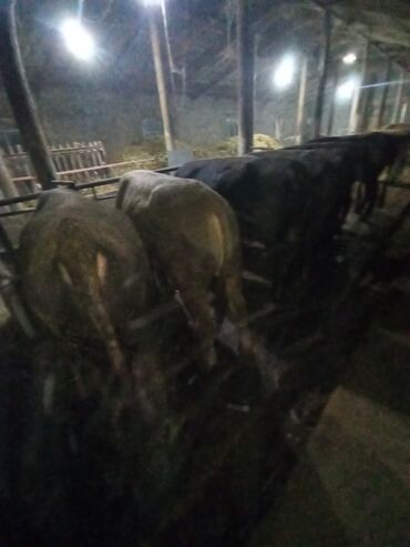 продаю кролятники: Продаю | Бык (самец) | На откорм | Привязанные