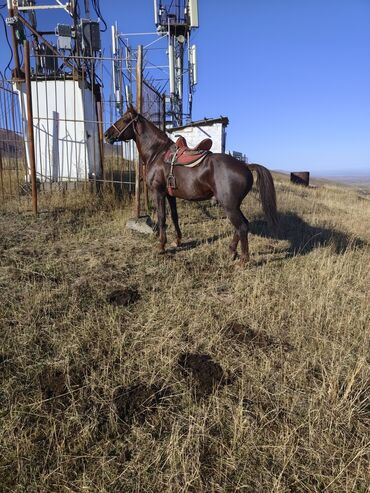 продажа щенков немецкой овчарки с документами в бишкеке: Продаю | Конь (самец) | Конный спорт | Племенные
