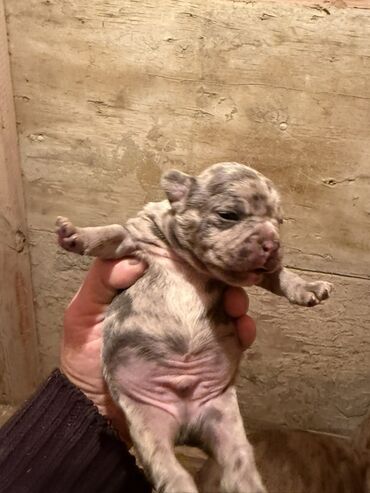İtlər: Amerikan buldoqu, 1 ay, Peyvəndli, Ödənişli çatdırılma — 10