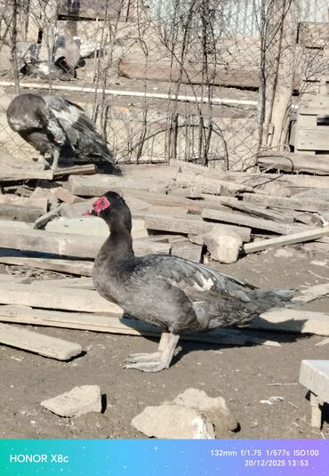 Ördəklər: Erkək, | Lal ördək, Ətlik, Ünvandan götürmə — 7