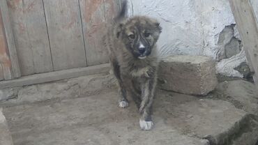 kanqal dişi: Kangal, 1 month dog, Erkek