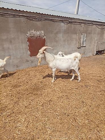 Keçilər, çəpişlər: SAF KAN SANEN FIRANSIZ IRKI KEÇİLER MACAR IRKI KEÇİLER ÇEPİÇLER BOĞAZ — 22