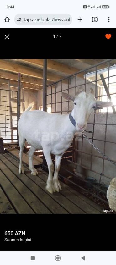 simmental ineklerin satisi: Saanen. Təmiz Saanen . Dişidir. Tüklü balaca rus keçiləri ilə bir