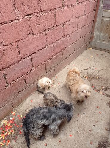 İtlər: Bolonka, 8 ay, Erkek, Sənədli, Ünvandan götürmə — 4