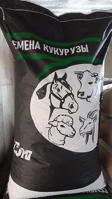 Кукуруза: Сапаттуу жугору уруктар 🌽🌽🌽келишим баада тазалыгына жана чыгышына — 5