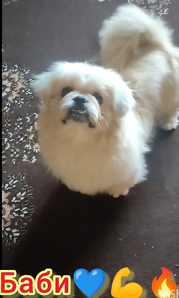 İtlər: Pekines, 1 il, Erkek, Cütləşmə üçün — 2