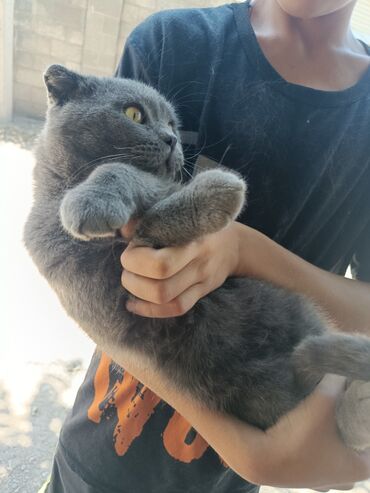 английский кокер спаниель щенок цена: Эта британская короткошерстная кошка отличается густым мехом серого