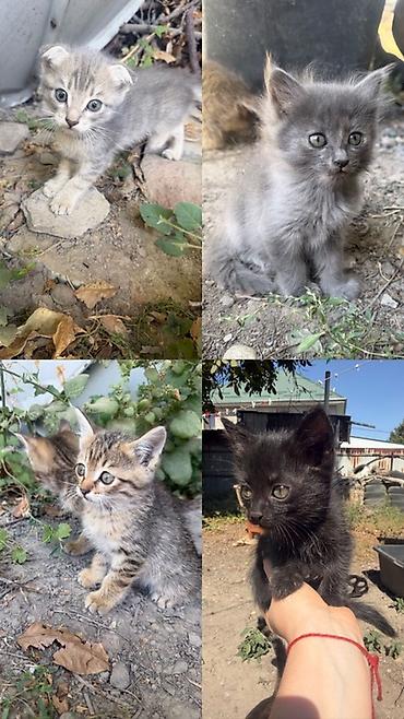 Продажа кошек: Котята, помёт разной окраски: - дымчато‑серые пухлые малыши с — 2