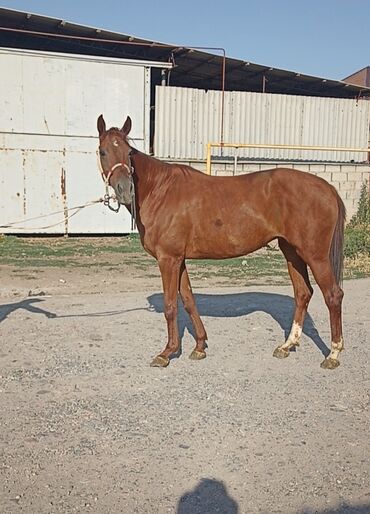 Лошади, кони: Продаю | Кобыла (самка) — 2