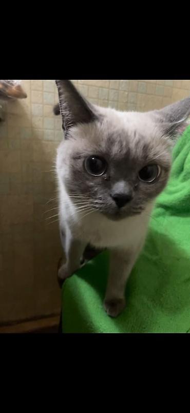 самоед цена: Тайская, более 5 лет, Девочка, Приучена к лотку — 4