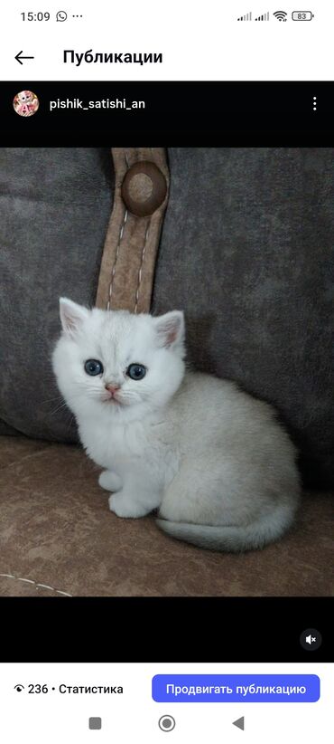 Pişiklər: Şotland yastı qulaq — 22