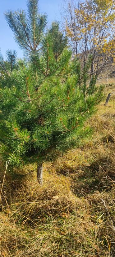 кукуруза семена маями: Саженцы деревьев: Сосны, Самовывоз