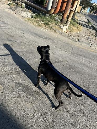 Pitbul, 2 il, Erkək, Cütləşmə üçün, Ödənişli çatdırılma