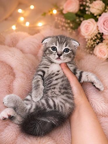 Животные: Шотландская вислоухая — 7