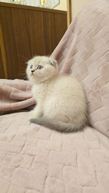 Pişiklər: Cins Paroda pişikləri. Şotland, Britan, Pers. Rəngləri də cür bə cür -da lalafo.az — 12 Pişiklər: Cins Paroda pişikləri. Şotland, Britan, Pers. Rəngləri də cür bə cür — 12