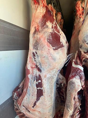 Куплю с/х животных: Куплю скот на мясо и вынужденный забой в колбасный цех!!! — 7