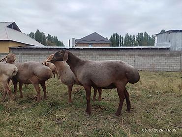 Продаю | Овца (самка) | Арашан | На забой, Для разведения, Для шерсти at lalafo.kg Продаю | Овца (самка) | Арашан | На забой, Для разведения, Для шерсти