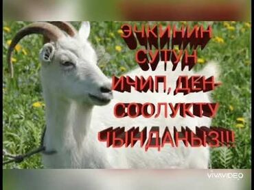 битал козы: Продаю | Козлёнок | Зааненская, Битал | Племенные