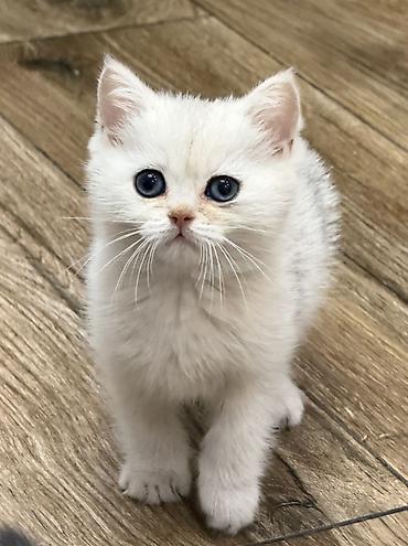 котята: Породистые котята, домашнее разведение. Родились 22 августа ( 2 мес) — 6