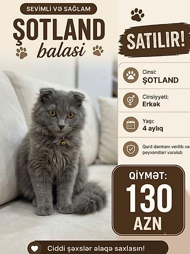Şotland, Erkək lalafo.az -da Şotland, Erkək