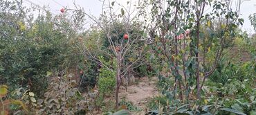 Həyət evləri və villaların satışı: Mehdiabad 4 otaqlı, 140 kv. m, Kredit yoxdur, Yeni təmirli -da lalafo.az — 10 Həyət evləri və villaların satışı: Mehdiabad 4 otaqlı, 140 kv. m, Kredit yoxdur, Yeni təmirli — 10