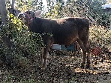 полукровка тай: Продаю чистокровный породистый быки — 6