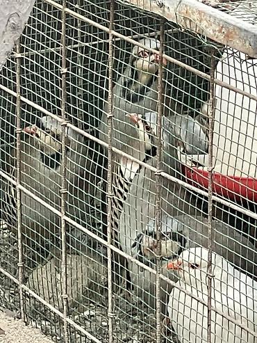 брама петухи: Порода: каменная куропатка (chukar). Предлагаются взрослые птицы из — 3