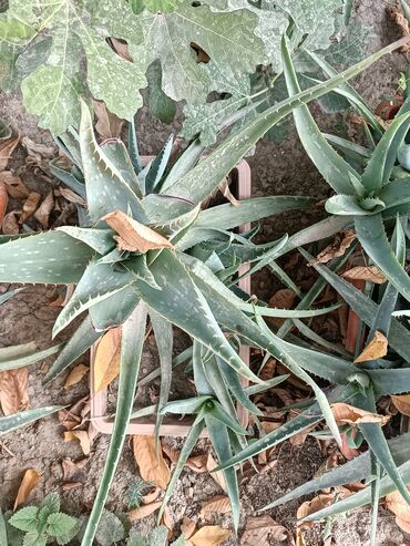 томат айлана: Алоэ вера (Aloe vera) –6 летние взрослые алое и многочисленные детки в