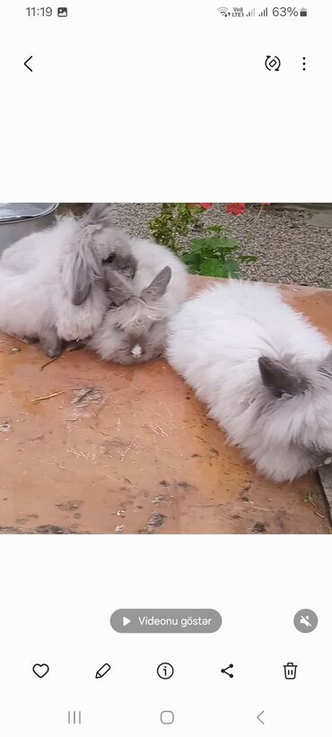 Dovşanlar: Angora tipli tüklü dovşanlar bala 8 manat - Növ: Uzun tüklü (Angora — 4