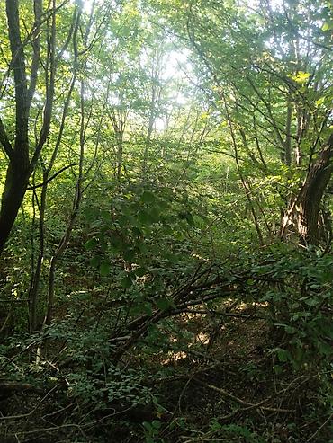 Torpaq sahələrinin satışı: 92 sot, Biznes üçün, Mülkiyyətçi, Kupça (Çıxarış), Bələdiyyə, Müqavilə — 3