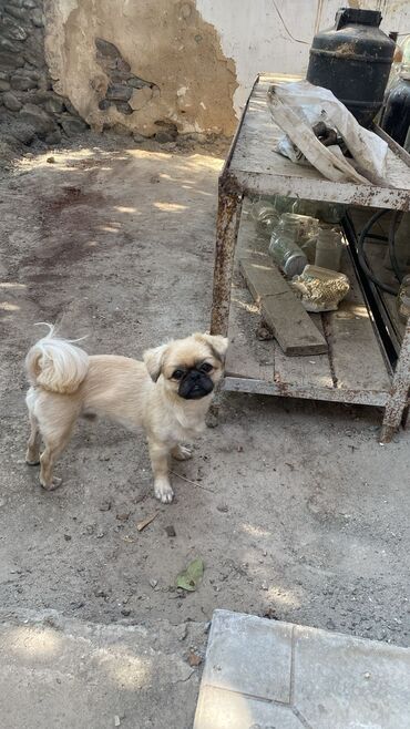 купить собаку в: Pekines, 1 il, Erkek, Peyvəndli