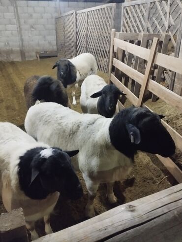 Бараны, овцы: Продаю | Баран (самец) | Для разведения | Племенные — 6