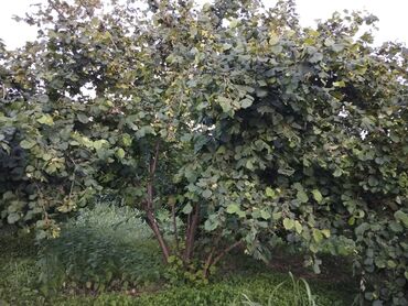 Torpaq sahələrinin satışı: 2000 sot, Kənd təsərrüfatı, Mülkiyyətçi, Kupça (Çıxarış) — 8