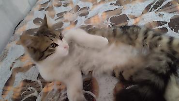 пушистая кошка: Котёнок, пушистый длинношёрстный табби с белыми лапками и грудкой — 2