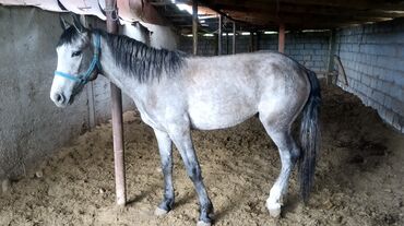 лошади таи: Продаю | Конь (самец) | Мерин