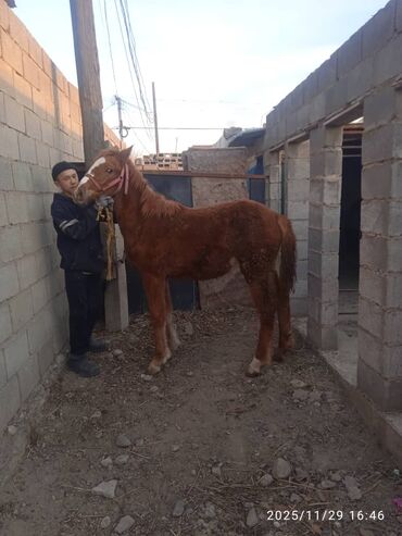 Лошади, кони: Продаю | Жеребенок | Рабочий — 1