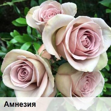 Садовые цветы и кустарники: Саженцы цветка: Розы, Самовывоз, Бесплатная доставка — 13