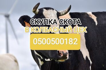 продаю телки: Сатып алам | Уйлар, букалар, Жылкылар, аттар | Күнү-түнү, Бардык шартта, Союлган