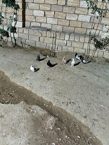 quşlar göyərçin: 7 dənə qiymət 150 manat — 7