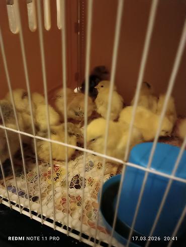 Cücələr: Toyuq cücələri, Ətlik, Ünvandan götürmə — 10