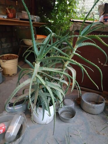 алоэ растение: Алоэ древовидное (Aloe arborescens) в горшке 8 лет - Крупный взрослый