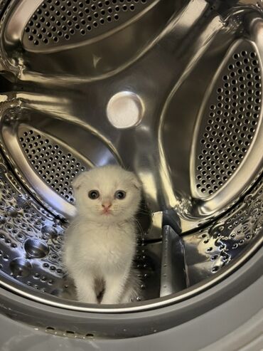 купить котенка в баку: Шотладская вислоухая, Самка