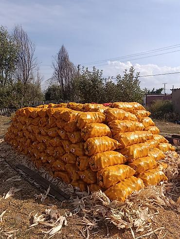 жылкынын эти канча сом: Жүгөрү Дүң — 1