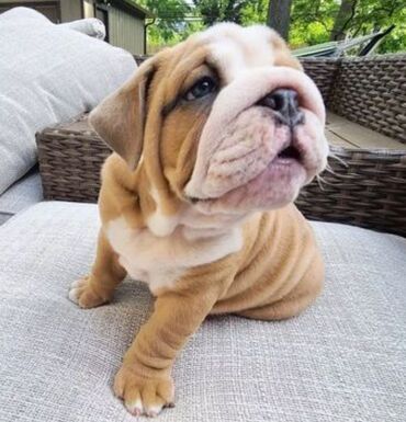 English bulldog.

Akc registered will come fully vaccinated