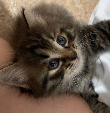 котята жалал абад: Отдам в добрые руки 3 котят. Им по 1,5 месяца